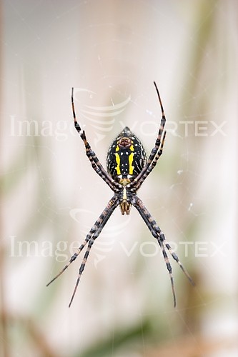 Insect / spider royalty free stock image #144175343