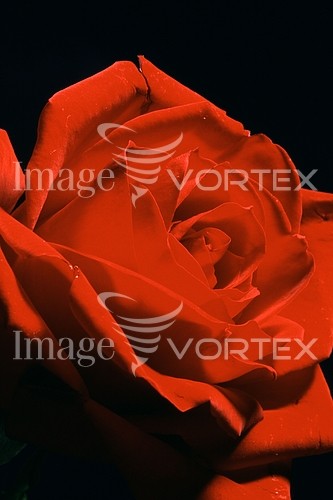 Flower royalty free stock image #146791523