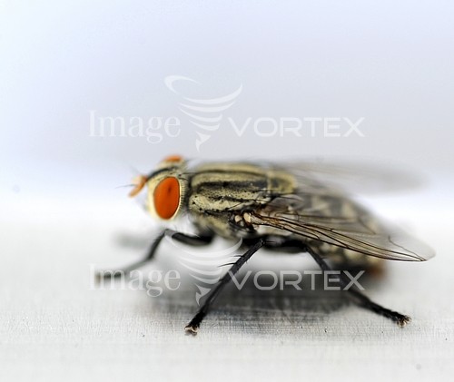 Insect / spider royalty free stock image #147003851