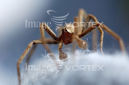 Insect / spider royalty free stock image #147096277
