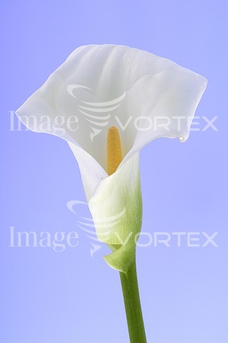 Flower royalty free stock image #148844395