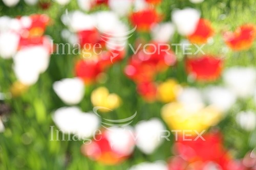Flower royalty free stock image #149201643