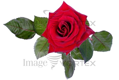 Flower royalty free stock image #149859912