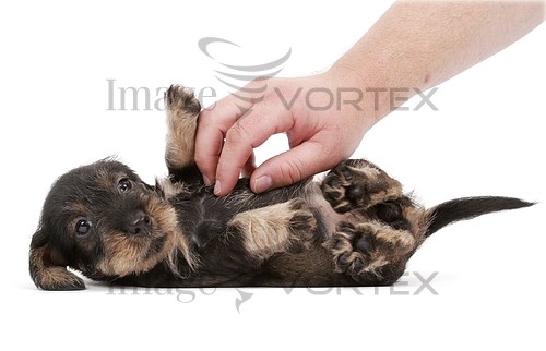Pet / cat / dog royalty free stock image #150805304