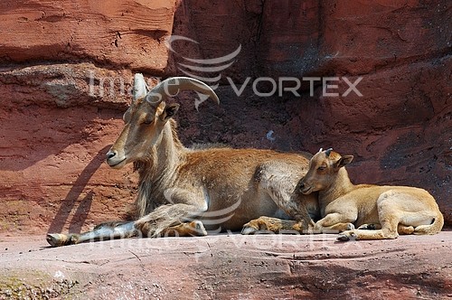 Animal / wildlife royalty free stock image #150382653