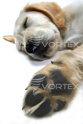 Pet / cat / dog royalty free stock image #150762338