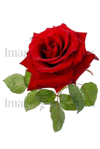 Flower royalty free stock image #151610979