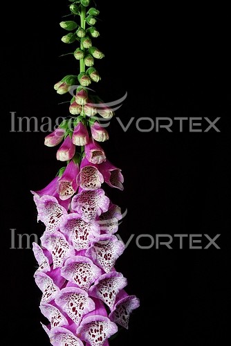 Flower royalty free stock image #151240928