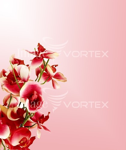 Flower royalty free stock image #152293316