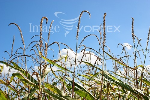 Industry / agriculture royalty free stock image #153040939
