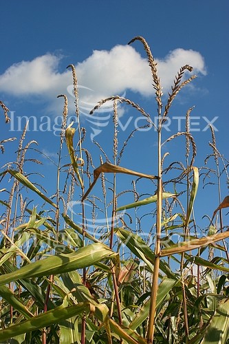 Industry / agriculture royalty free stock image #153054517