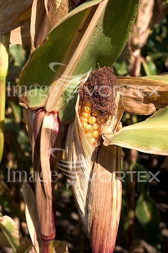 Industry / agriculture royalty free stock image #153062923
