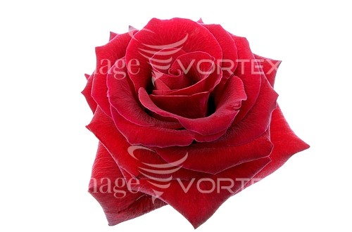 Flower royalty free stock image #153477180
