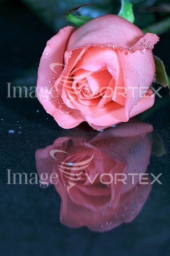 Flower royalty free stock image #154781284