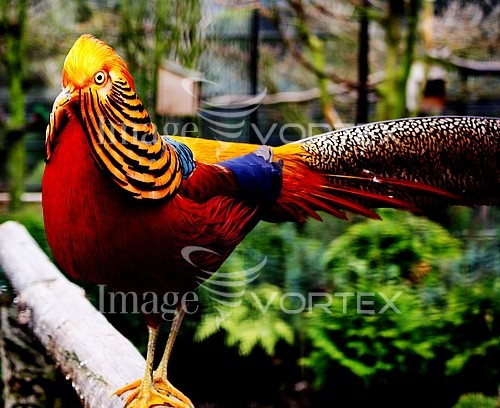 Bird royalty free stock image #154078449