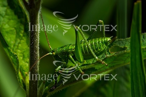 Insect / spider royalty free stock image #154753027