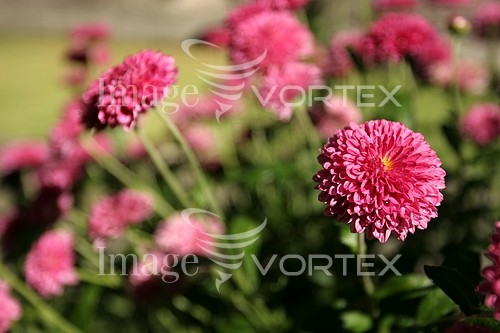 Flower royalty free stock image #155703812