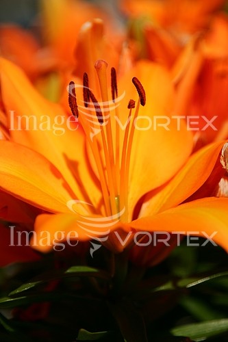 Flower royalty free stock image #155171347
