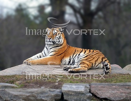 Animal / wildlife royalty free stock image #155216091