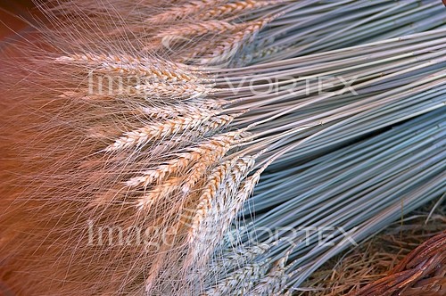 Industry / agriculture royalty free stock image #155894481