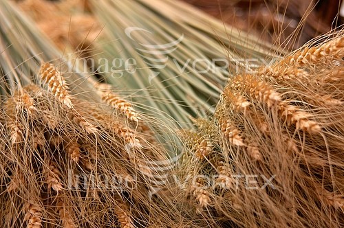 Industry / agriculture royalty free stock image #155906800