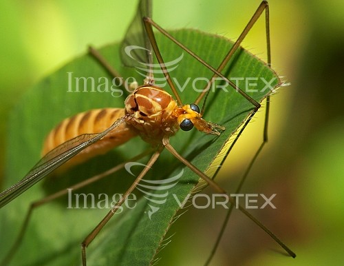 Insect / spider royalty free stock image #156491377