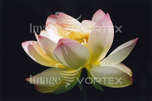 Flower royalty free stock image #156837728