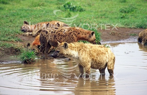 Animal / wildlife royalty free stock image #157808935