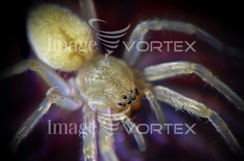 Insect / spider royalty free stock image #158392131