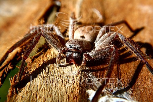 Insect / spider royalty free stock image #159697322