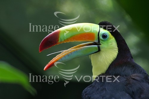 Bird royalty free stock image #159854373