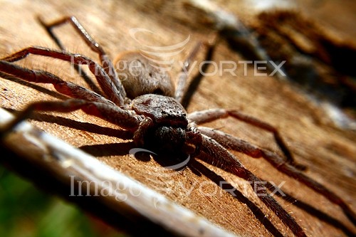 Insect / spider royalty free stock image #160279912