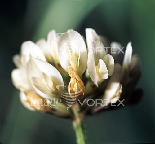 Flower royalty free stock image #161539086