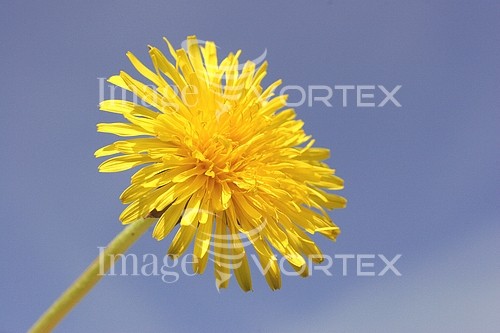 Flower royalty free stock image #161460837