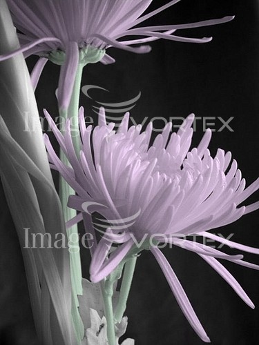 Flower royalty free stock image #162824025