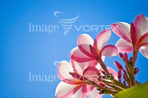 Flower royalty free stock image #163751550