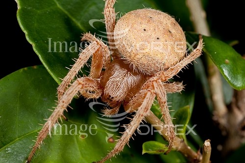 Insect / spider royalty free stock image #163217743