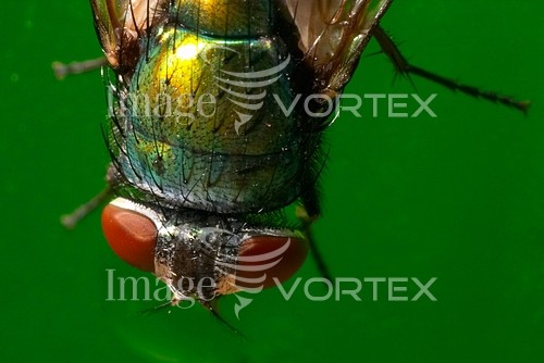 Insect / spider royalty free stock image #164884710