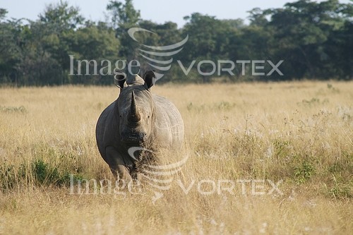 Animal / wildlife royalty free stock image #164466789