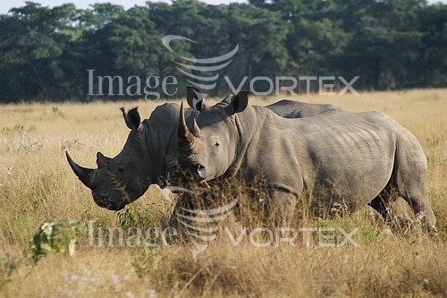 Animal / wildlife royalty free stock image #164597829