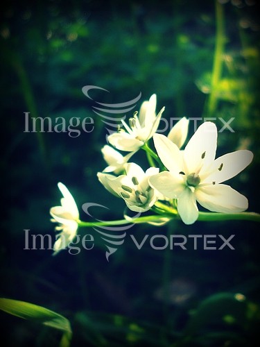 Flower royalty free stock image #165718632