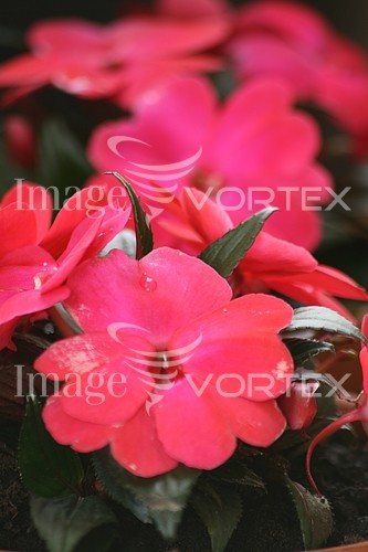 Flower royalty free stock image #165239434