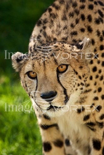 Animal / wildlife royalty free stock image #166160942