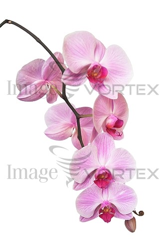 Flower royalty free stock image #166570712