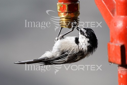 Bird royalty free stock image #168031158