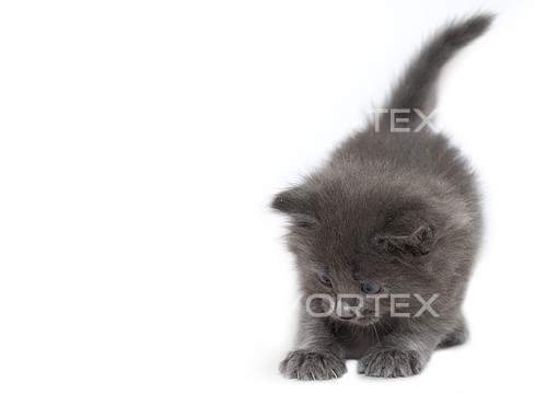 Pet / cat / dog royalty free stock image #168401143