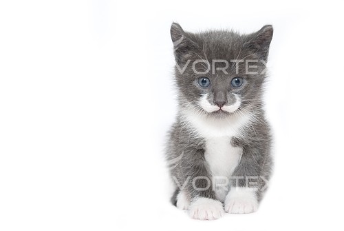 Pet / cat / dog royalty free stock image #168413084