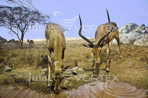 Animal / wildlife royalty free stock image #169432463