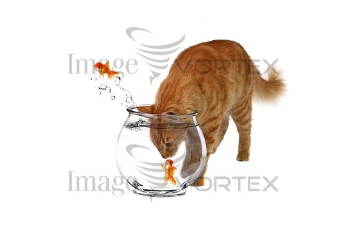 Pet / cat / dog royalty free stock image #169963475