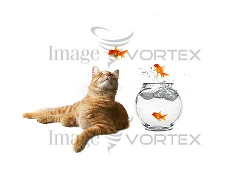 Pet / cat / dog royalty free stock image #169984981